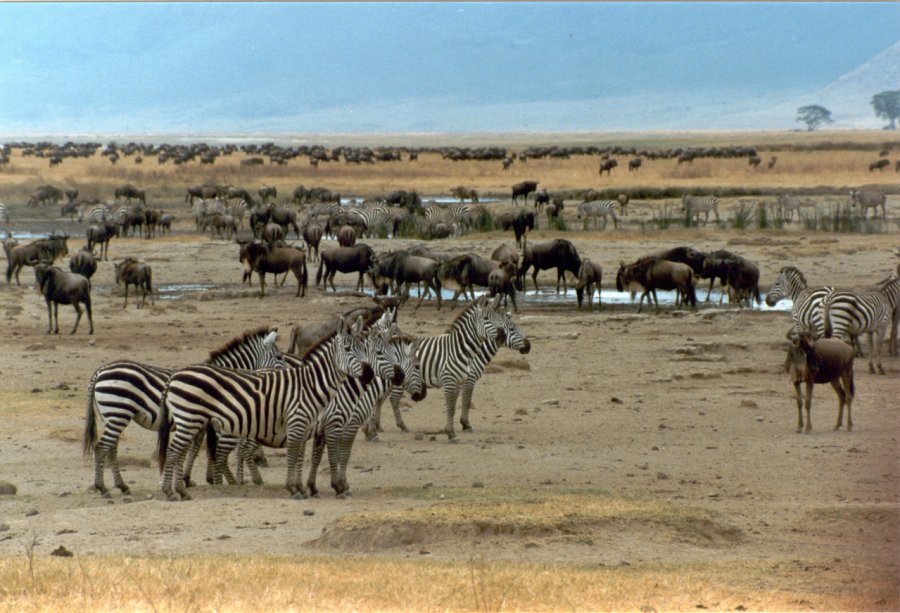Зебры и буйволы в Нгоронгоро